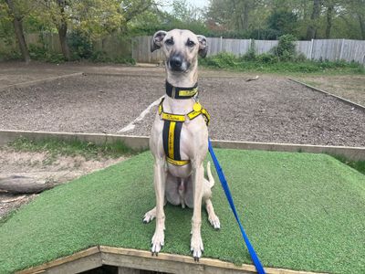 Dudley | Lurcher | Canterbury - 5