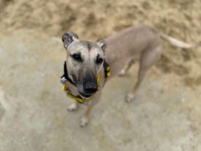 Dudley | Lurcher | Canterbury - 5