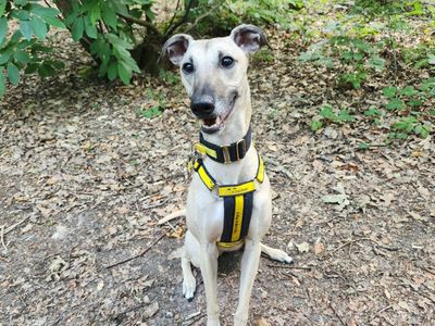 Dudley | Lurcher | Canterbury - 3