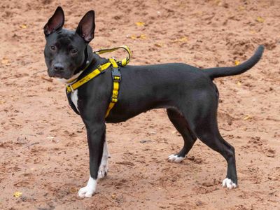 Athena | Terrier (Staffordshire Bull) Cross | Loughborough - 3