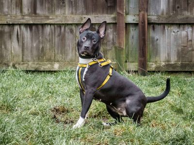 Athena | Terrier (Staffordshire Bull) Cross | Loughborough - 5