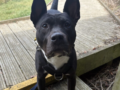 Athena | Terrier (Staffordshire Bull) Cross | Loughborough - 3