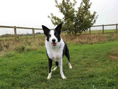 Mika | Collie (Border) | Darlington - 2