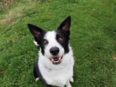 Mika | Collie (Border) | Darlington - 3