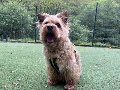 Penny | Crossbreed | Ilfracombe - 5