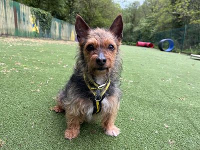 Poppy | Terrier (Yorkshire) Cross | Ilfracombe - 1