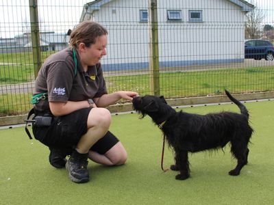 Barney | Terrier (Jack Russell) | Evesham (Worcestershire) - 1