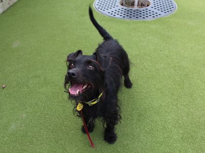 Barney | Terrier (Jack Russell) | Evesham (Worcestershire) - 3