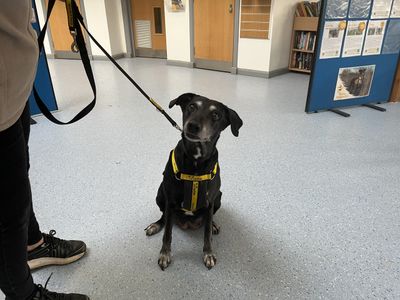Jenny | Retriever (Labrador) | Loughborough - 3