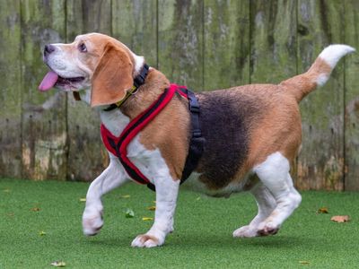 Pudding | Beagle | Loughborough - 3