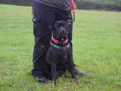 Roly | Terrier (Staffordshire Bull) Cross | Basildon (Essex) - 5