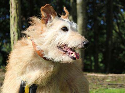 Teddy | Lurcher Cross | Merseyside (Liverpool) - 2