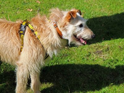 Teddy | Lurcher Cross | Merseyside (Liverpool) - 3