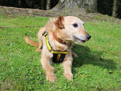 Rossi | Lurcher | Merseyside (Liverpool) - 5