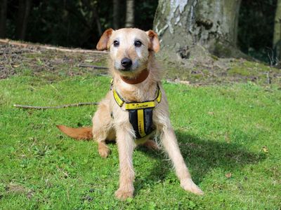 Rossi | Lurcher | Merseyside (Liverpool) - 5