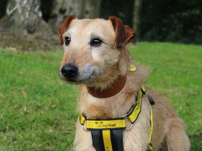 Rossi | Lurcher | Merseyside (Liverpool) - 3
