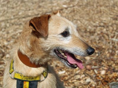 Rossi | Lurcher | Merseyside (Liverpool) - 3