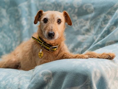 Rossi | Crossbreed | Merseyside (Liverpool) - 2