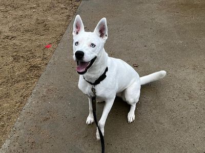 Ruby, a 2 years old female Siberian Husky available for adoption from Dogs Trust in Canterbury