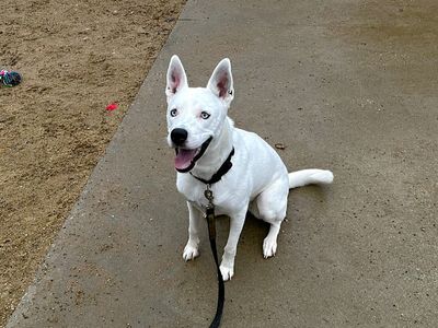 Ruby | Siberian Husky Cross | Canterbury - 3