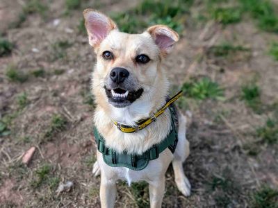 Carmen | Terrier (Jack Russell) Cross | Cardiff - 3