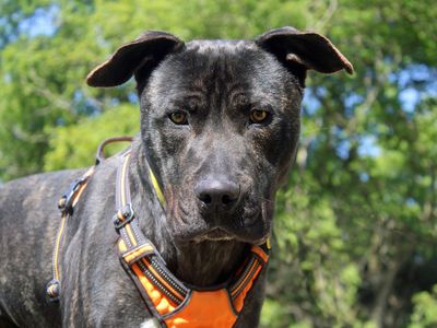 Baxter | Mastiff Cross | Merseyside (Liverpool) - 1