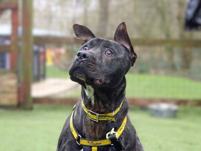 Baxter, a 2 years old male Mastiff available for adoption from Dogs Trust in Merseyside