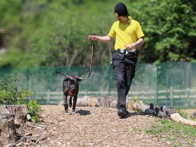 Baxter | Mastiff Cross | Merseyside (Liverpool) - 2