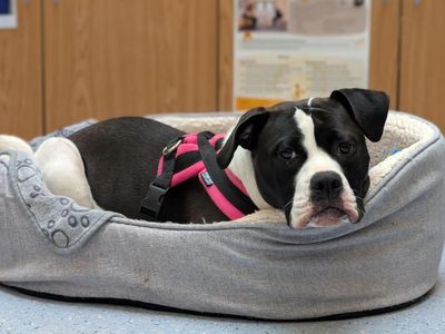 Lola | American Bulldog Cross | Loughborough - 3