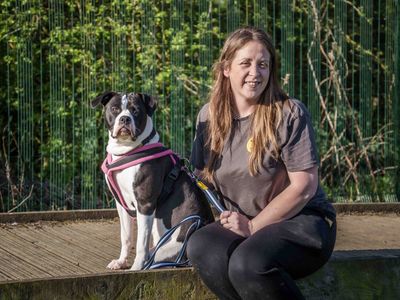 Lola | American Bulldog Cross | Loughborough - 5