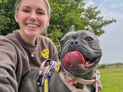 Bernie | French Bulldog | Leeds - 3
