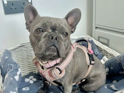 Bernie | French Bulldog | Leeds - 5