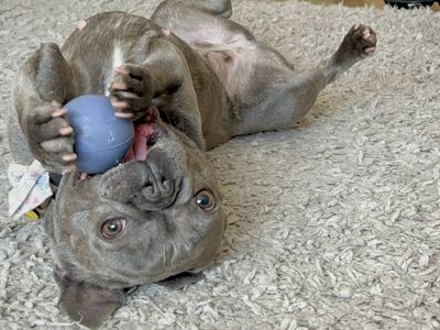 Bernie | French Bulldog | Leeds - 4