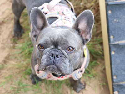 Bernie | French Bulldog | Leeds - 2