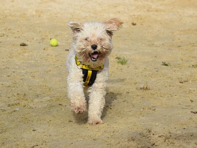 Honey | Spaniel (Cocker) Cross | Harefield West London - 3