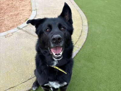 Pablo | German Shepherd Dog Cross | Evesham (Worcestershire) - 3