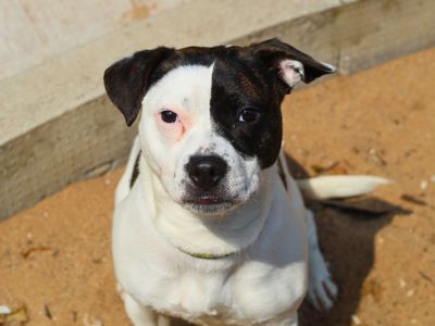 Remi | Terrier (Staffordshire Bull) Cross | Manchester - 3