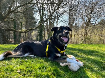 Georgia | Collie (Border) Cross | Canterbury - 3