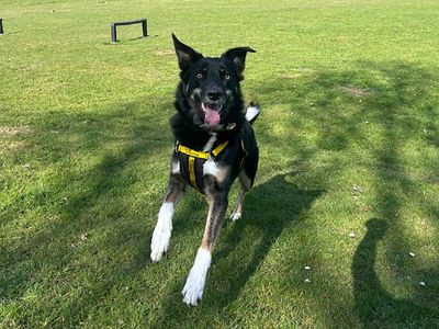 Georgia | Collie (Border) Cross | Canterbury - 1