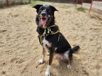 Georgia | Collie (Border) Cross | Canterbury - 5