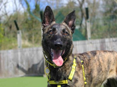 Meadow, a 1 year old female Belgian Shepherd available for adoption from Dogs Trust in Scotland