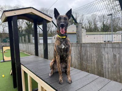 Meadow | Belgian Shepherd Dog (Malinois) Cross | Glasgow - 5