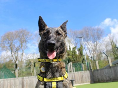 Meadow, a 1 year old female Belgian Shepherd available for adoption from Dogs Trust in Scotland