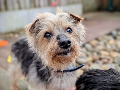 Noah | Terrier (Yorkshire) | Cardiff - 3