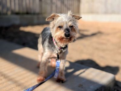 Noah | Terrier (Yorkshire) | Cardiff - 3