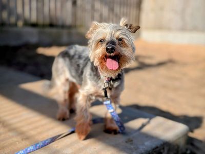Noah | Terrier (Yorkshire) | Cardiff - 5