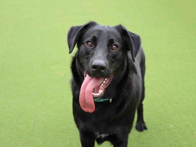 Toby | German Shepherd Dog Cross | Darlington - 2