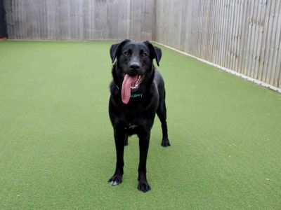 Toby | German Shepherd Dog Cross | Darlington - 3