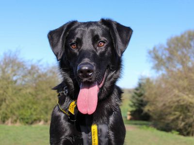 Toby | German Shepherd Dog Cross | Darlington - 5