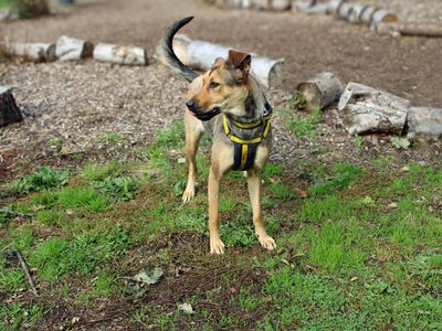 Narla | German Shepherd Dog Cross | Merseyside (Liverpool) - 3